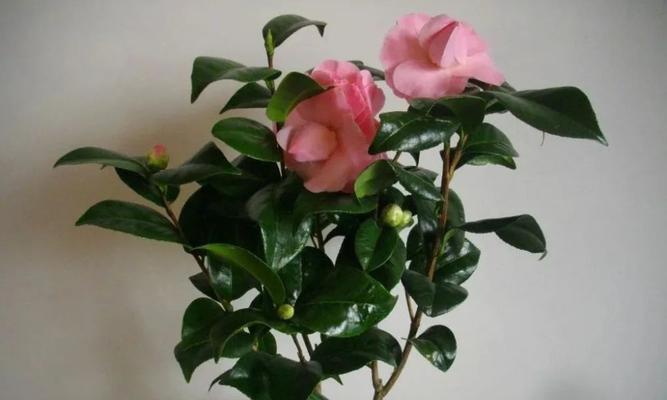 茶花品种盆景有哪些（最美茶花品种排名）