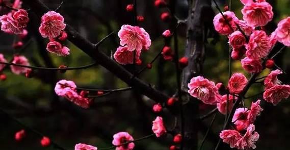 一枝春指的是哪种花（一枝春的开花时间）