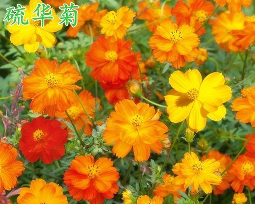 波斯菊怎么盆栽（波斯菊种植方法和时间）