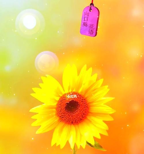 向日葵花语(向日葵花语寓意及其传递的美好寄语)