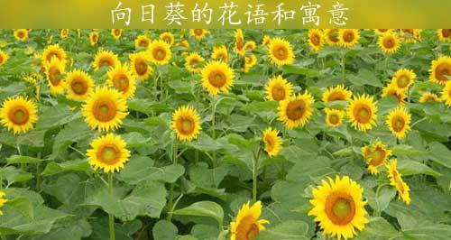 向日葵的寓意和象征意义（阳光）