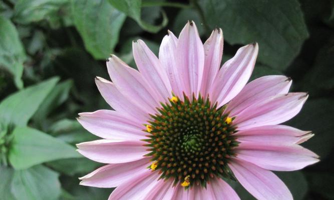 老师如花，润物无声（以花象征老师的意义与特质）