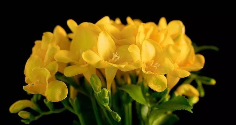 小苍兰的花语与寓意（探寻小苍兰的美丽花语与深刻寓意）