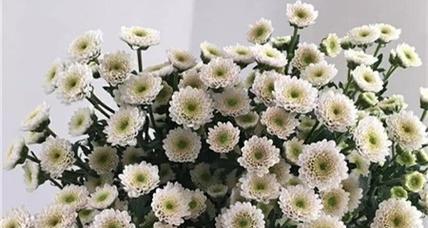 小雏菊花语的象征与意义（探究小雏菊花语的深层寓意）
