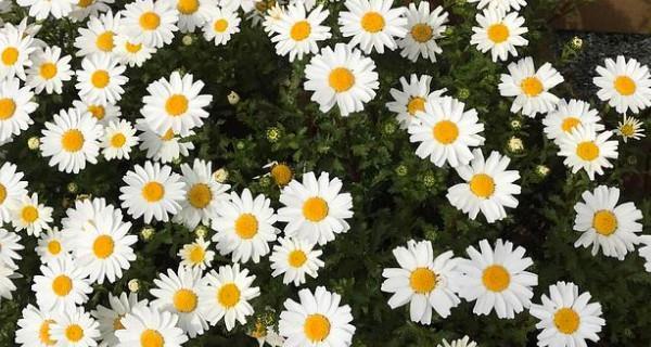 小雏菊花语的象征与意义（探究小雏菊花语的深层寓意）