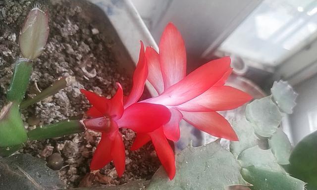 蟹爪兰的花语——热情与坚韧（热情绽放的激情舞者）