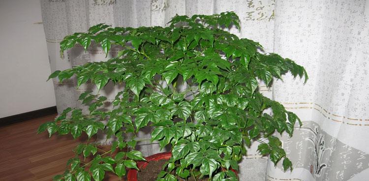 幸福树开花的美丽寓意（以幸福树为象征）