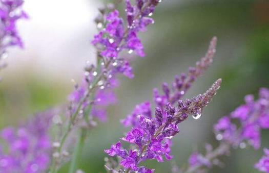 薰衣草的花语与寓意——花开如梦，心灵宁静（神秘的紫色花海）