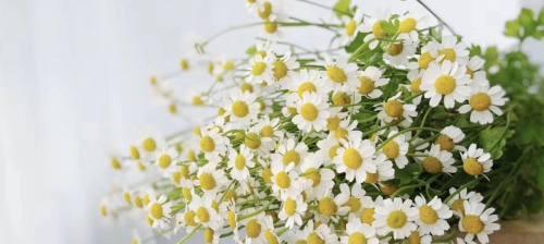 洋甘菊的花语与寓意（洋甘菊）