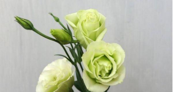 洋桔梗花语与白色花朵的美丽意涵（洋桔梗花语揭示白色花朵的纯洁与宁静）
