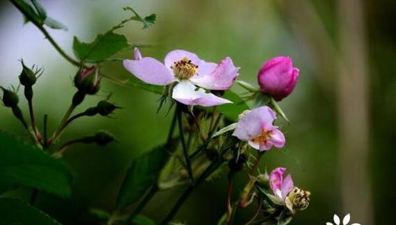 野蔷薇花语与代表意义（探秘野蔷薇花的含义）