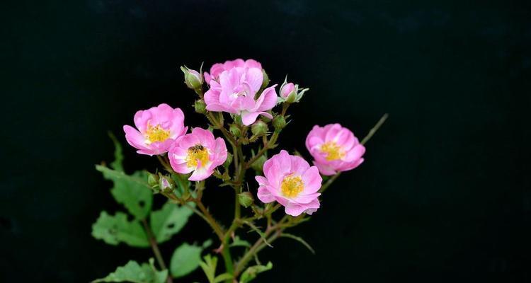 野蔷薇的象征意义（探究野蔷薇在文化中的多重意象）