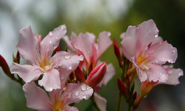 以夜来香花语之美——芳香四溢的奇迹（探秘以夜来香的历史）