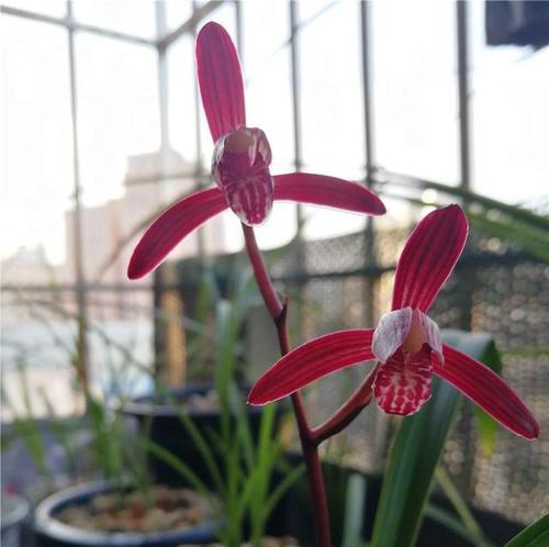 常见花卉的寓意与意义（探索花卉的神秘力量）