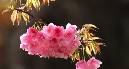 樱花花语与象征意义（美丽绽放的樱花与其背后的含义）