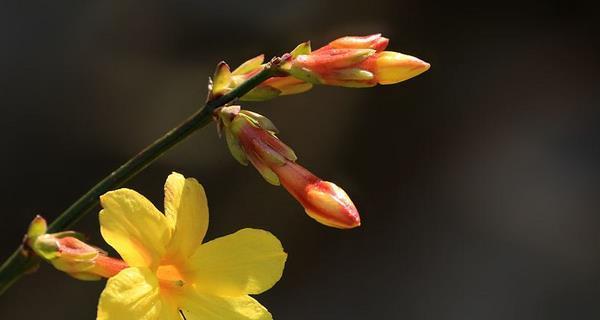 迎春花花语（以迎春花为媒介）