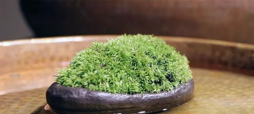 白发藓怎么养护绿油油（了解白发藓的特点和养护技巧）