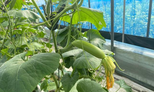 白瓜种植全攻略（时间、方法、技巧）
