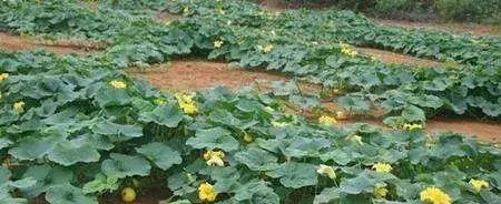 白瓜种植全攻略（时间、方法、技巧）