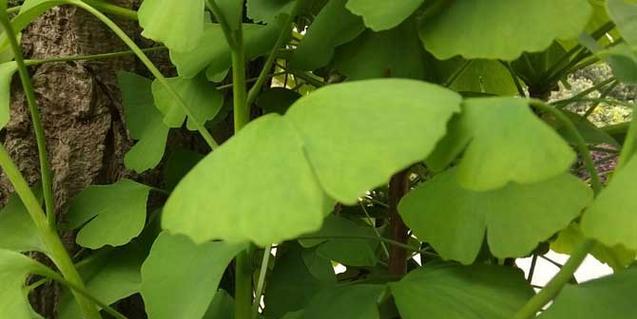 白果树几年结果的种植技巧（掌握这些技巧）