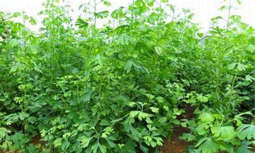 白果树可以种在家门口吗（从空间）