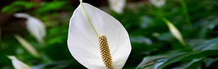 白鹤芋的浇水时间和方法（科学浇水助力白鹤芋茁壮生长）