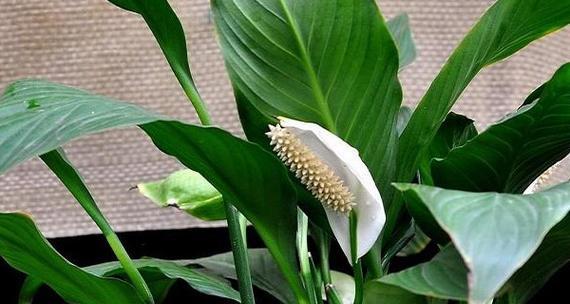 室内养殖白鹤芋的完美指南（合适的环境及技巧）