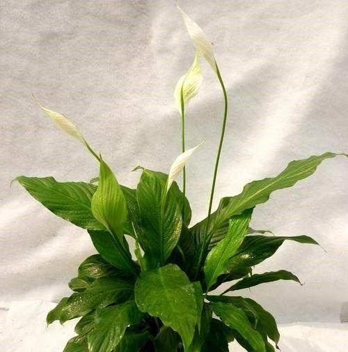 白鹤芋到底水培好还是土培好（解析白鹤芋水培和土培的优缺点）