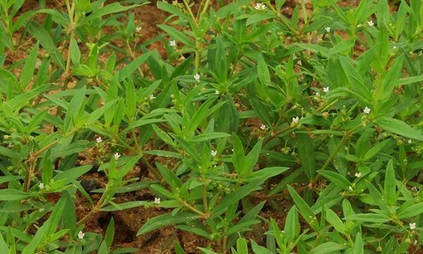 白花蛇草的神奇功效与作用（白花蛇草——自然疗法的佳品）