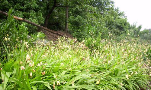 白芨成熟时间及采摘技巧（掌握白芨成熟时间）