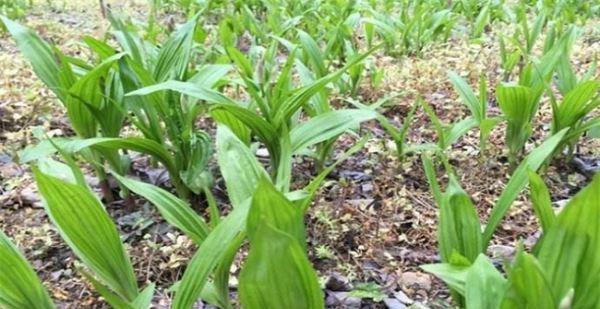 白芨成熟时间及采摘技巧（掌握白芨成熟时间）