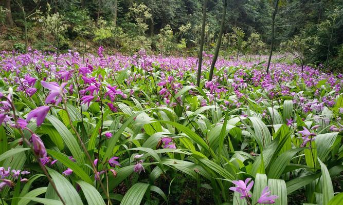 白芨成熟时间及采摘技巧（掌握白芨成熟时间）