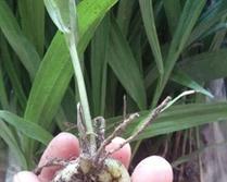 如何选择最适合白芨的肥料（优化白芨生长的关键）
