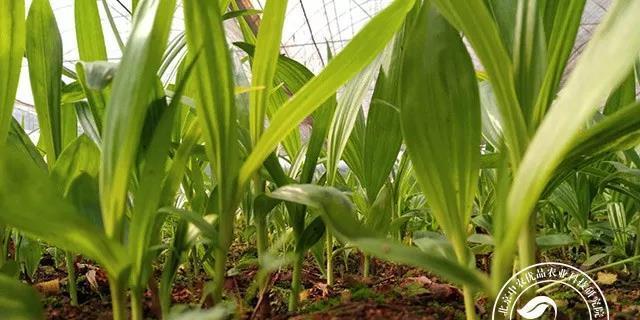 如何种植白及种子（白及种子的选购与准备）