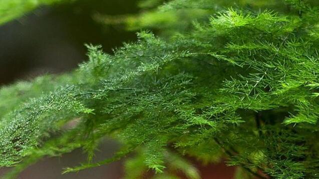 白酒浇文竹，可行吗（探究白酒对文竹的影响及注意事项）