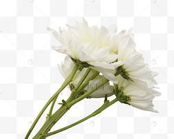 白菊花的象征意义（探究白菊花的文化涵义）
