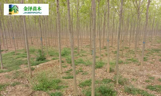 白蜡杆是什么树（探秘白蜡杆）