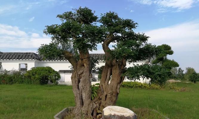 节白蜡盆景冬天落叶原因及应对方法