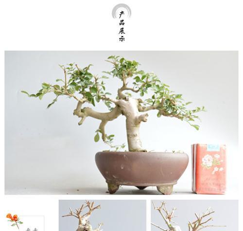白蜡盆景的养护方法（让您的白蜡盆景健康茁壮生长）