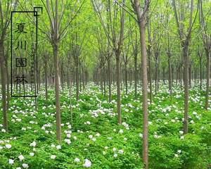 打造美丽、绿色的院落（打造美丽）
