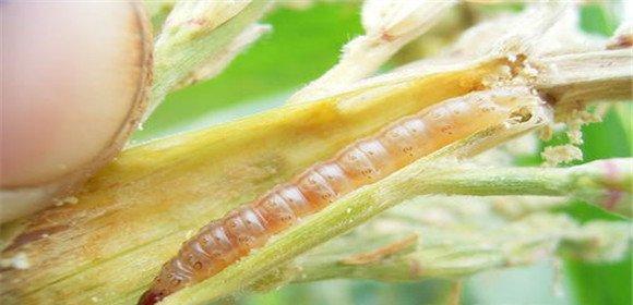 白蜡树钻心虫防治方法（保护花园中的白蜡树）