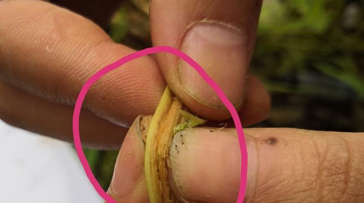 白蜡树钻心虫防治方法（保护花园中的白蜡树）