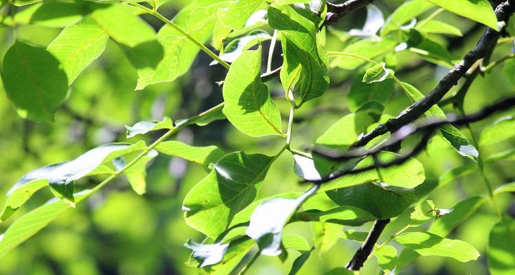 如何应对节白蜡叶子发蔫问题（探究原因和有效的补救方法）