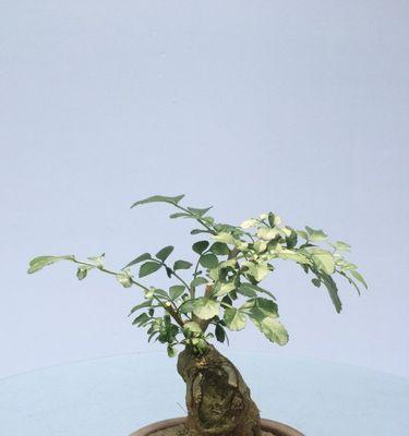 白蜡的养护方法（从选种到修剪）