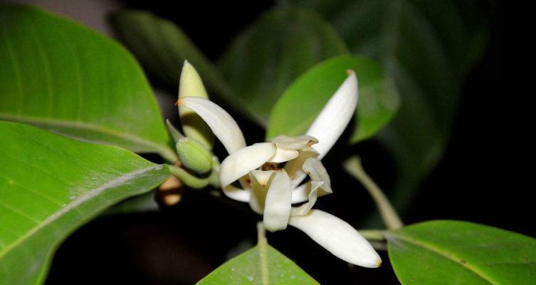 白兰花的神奇功效与作用（探索白兰花的医疗）