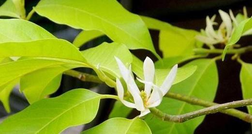 白兰花的养殖方法和注意事项（打造美丽的白兰花花园）