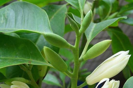 白兰花花谢后的养护方法（如何处理白兰花花谢后的枯萎）