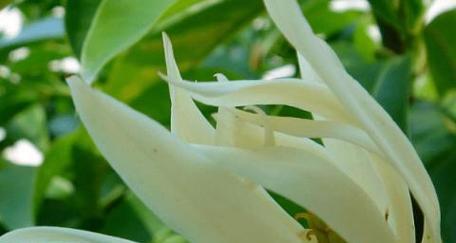 白兰花的冬季养护（冬天怕不怕冻）
