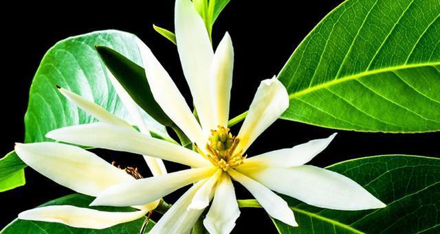 白兰花的冬季养护（冬天怕不怕冻）