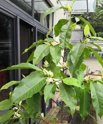 如何正确换盆白兰花（白兰花的换盆时间）